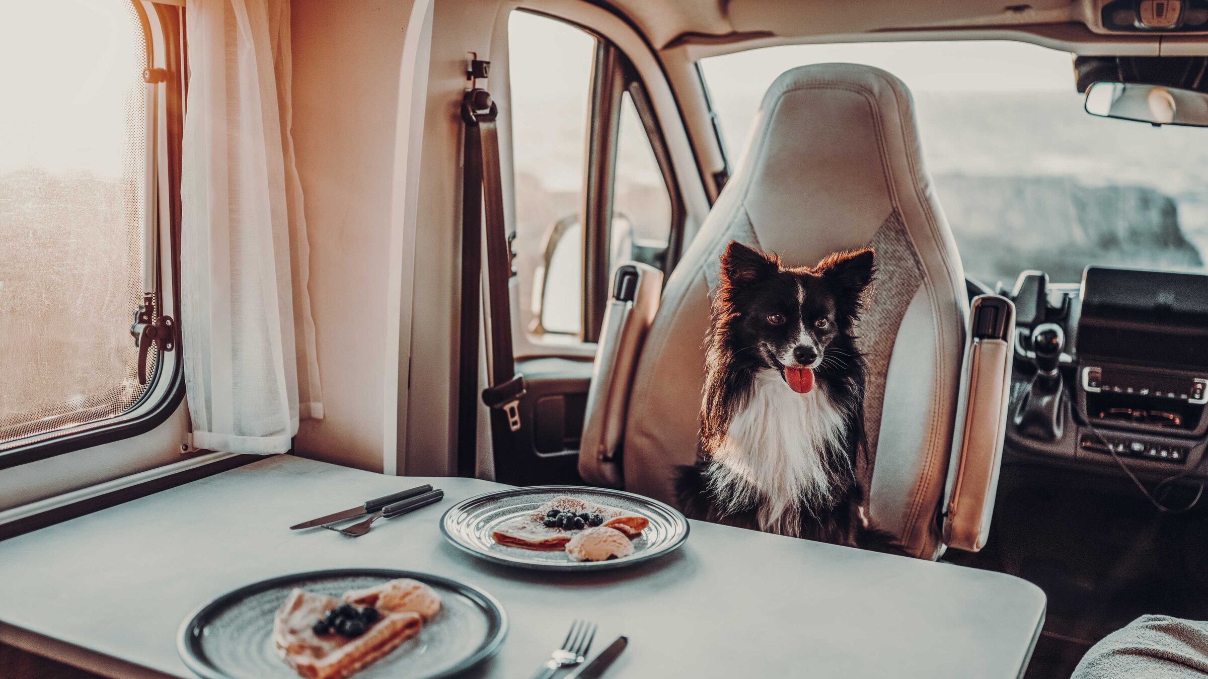 Dog sitting at the dining table in a Carado motorhome, in front of two set plates